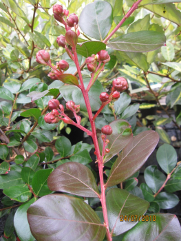 Preview: Lagerstroemia Indica Braise d´ete2